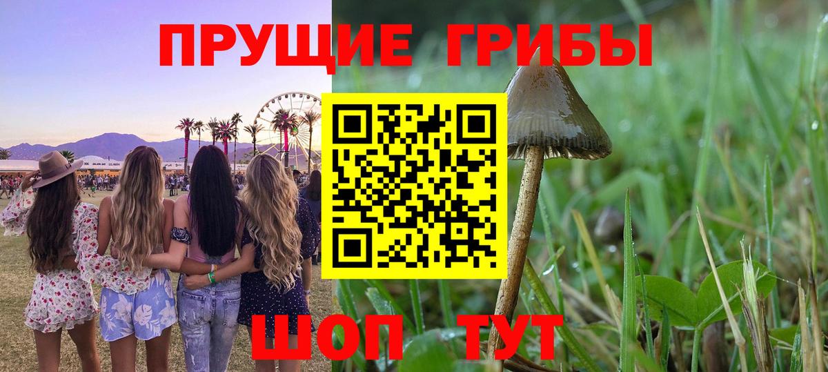 Омск  Псилоцибиновые грибы прущие грибы  Вход с VPN  Псилоцибиновые грибы Psilocybine cubensis 